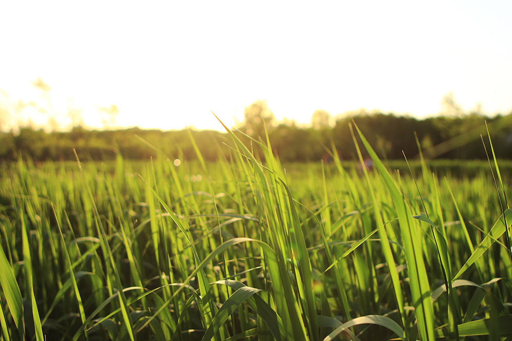 4-grass-plant-sunshine-field-lawn-meadow-1234388-pxhere.com 2020-06-02 15_05_11